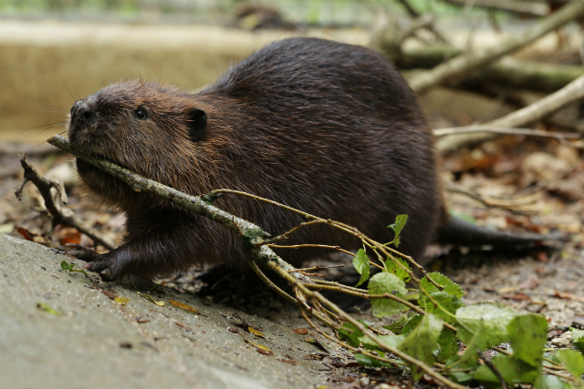 Image of a Giant River Otter found at River Safari